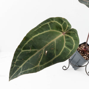 Anthurium Purple Rain '27' x Red Velvet Cake '24' by DocBlock® (wk34-L50)