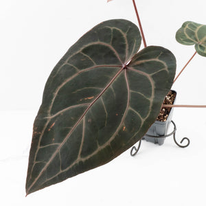 Anthurium Purple Rain '27' x Red Velvet Cake '24' by DocBlock® (wk34-L50)