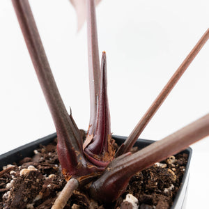 Anthurium Purple Rain '27' x Red Velvet Cake '24' by DocBlock® (wk34-L50)