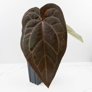 Anthurium Purple Rain '27' x Red Velvet Cake '24' by DocBlock® (wk36-L113)