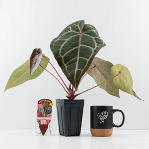 Anthurium Purple Rain '27' x Red Velvet Cake '24' by DocBlock® (wk35-L87)