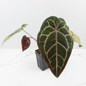 Anthurium Purple Rain '27' x Red Velvet Cake '24' by DocBlock® (wk35-L87)
