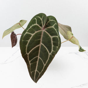 Anthurium Purple Rain '27' x Red Velvet Cake '24' by DocBlock® (wk35-L87)