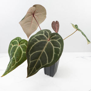 Anthurium Purple Rain '27' x Red Velvet Cake '24' by DocBlock® (wk35-L87)