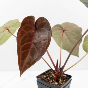 Anthurium Purple Rain '27' x Red Velvet Cake '24' by DocBlock® (wk35-L87)
