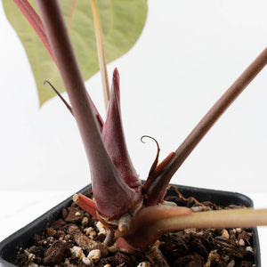 Anthurium Purple Rain '27' x Red Velvet Cake '24' by DocBlock® (wk35-L87)