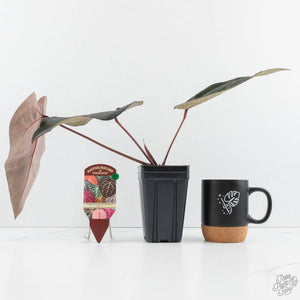 Anthurium Purple Rain '27' x Red Velvet Cake '24' by DocBlock® (wk19-R)