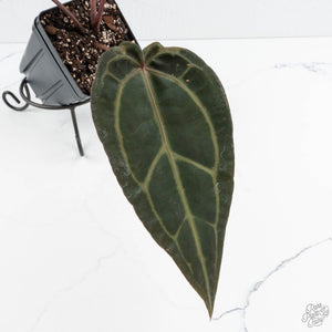 Anthurium Purple Rain '27' x Red Velvet Cake '24' by DocBlock® (wk19-R)