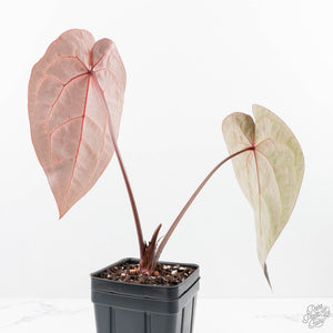 Anthurium Purple Rain '27' x Red Velvet Cake '24' by DocBlock® (wk22-V)