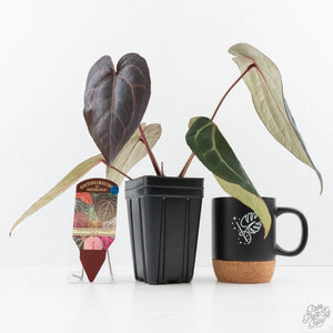 Anthurium Purple Rain '27' x Red Velvet Cake '24' by DocBlock® (wk23-C)