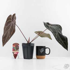 Anthurium Purple Rain '27' x Red Velvet Cake '24' by DocBlock® (wk27-H)