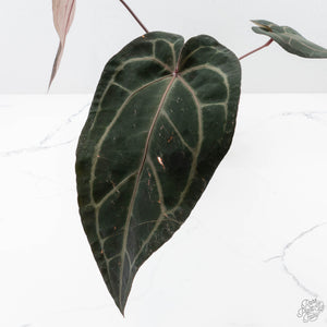 Anthurium Purple Rain '27' x Red Velvet Cake '24' by DocBlock® (wk27-H)