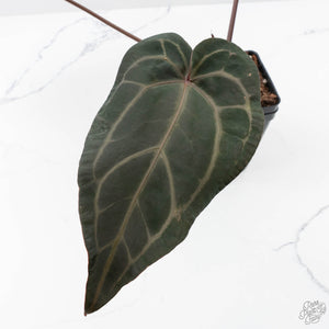 Anthurium Purple Rain '27' x Red Velvet Cake '24' by DocBlock® (wk27-H)