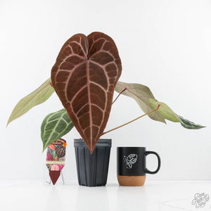 Anthurium Purple Rain '27' x Red Velvet Cake '24' by DocBlock® (wk28-D)