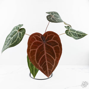 Anthurium Purple Rain '27' x Red Velvet Cake '24' by DocBlock® (wk28-D)