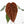 Anthurium Purple Rain '27' x Red Velvet Cake '24' by DocBlock® (wk28-D)