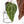 Anthurium Purple Rain '27' x Red Velvet Cake '24' by DocBlock® (wk28-D)