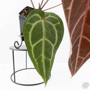 Anthurium Purple Rain '27' x Red Velvet Cake '24' by DocBlock® (wk28-D)
