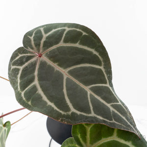 Anthurium Purple Rain '27' x Red Velvet Cake '24' by DocBlock® (wk28-D)