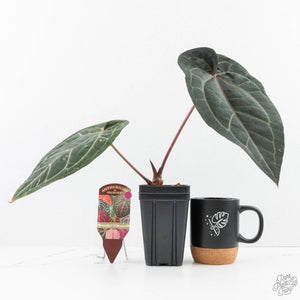 Anthurium Purple Rain '27' x Red Velvet Cake '24' by DocBlock® (wk29-B)