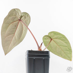 Anthurium Purple Rain '27' x Red Velvet Cake '24' by DocBlock® (wk29-B)