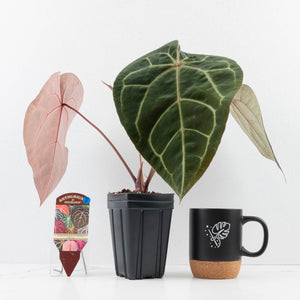 Anthurium Purple Rain '27' x Red Velvet Cake '24' by DocBlock® (wk30-B)