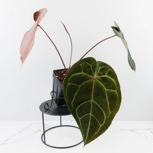 Anthurium Purple Rain '27' x Red Velvet Cake '24' by DocBlock® (wk30-B)