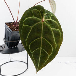 Anthurium Purple Rain '27' x Red Velvet Cake '24' by DocBlock® (wk30-B)