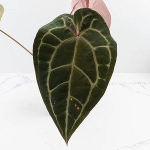 Anthurium Purple Rain '27' x Red Velvet Cake '24' by DocBlock® (wk30-B)