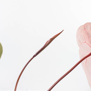 Anthurium Purple Rain '27' x Red Velvet Cake '24' by DocBlock® (wk30-B)