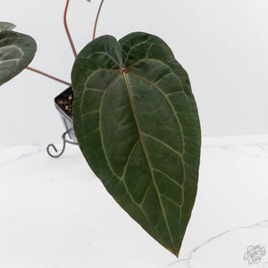 Anthurium Purple Rain '27' x Red Velvet Cake '24' by DocBlock (wk43-L113)