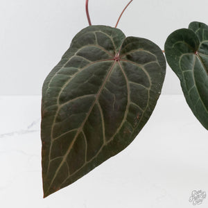 Anthurium Purple Rain '27' x Red Velvet Cake '24' by DocBlock (wk43-L113)
