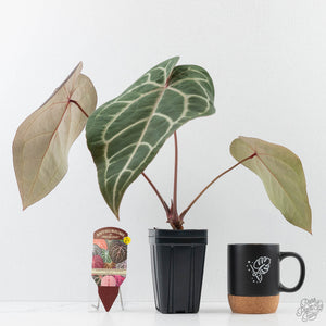 Anthurium Purple Rain '27' x Red Velvet Cake '24' by DocBlock (wk42-L87)