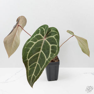 Anthurium Purple Rain '27' x Red Velvet Cake '24' by DocBlock (wk42-L87)