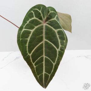 Anthurium Purple Rain '27' x Red Velvet Cake '24' by DocBlock (wk42-L87)