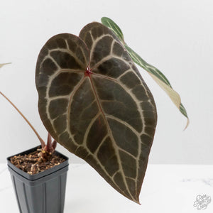 Anthurium Purple Rain '27' x Red Velvet Cake '24' by DocBlock (wk42-L87)