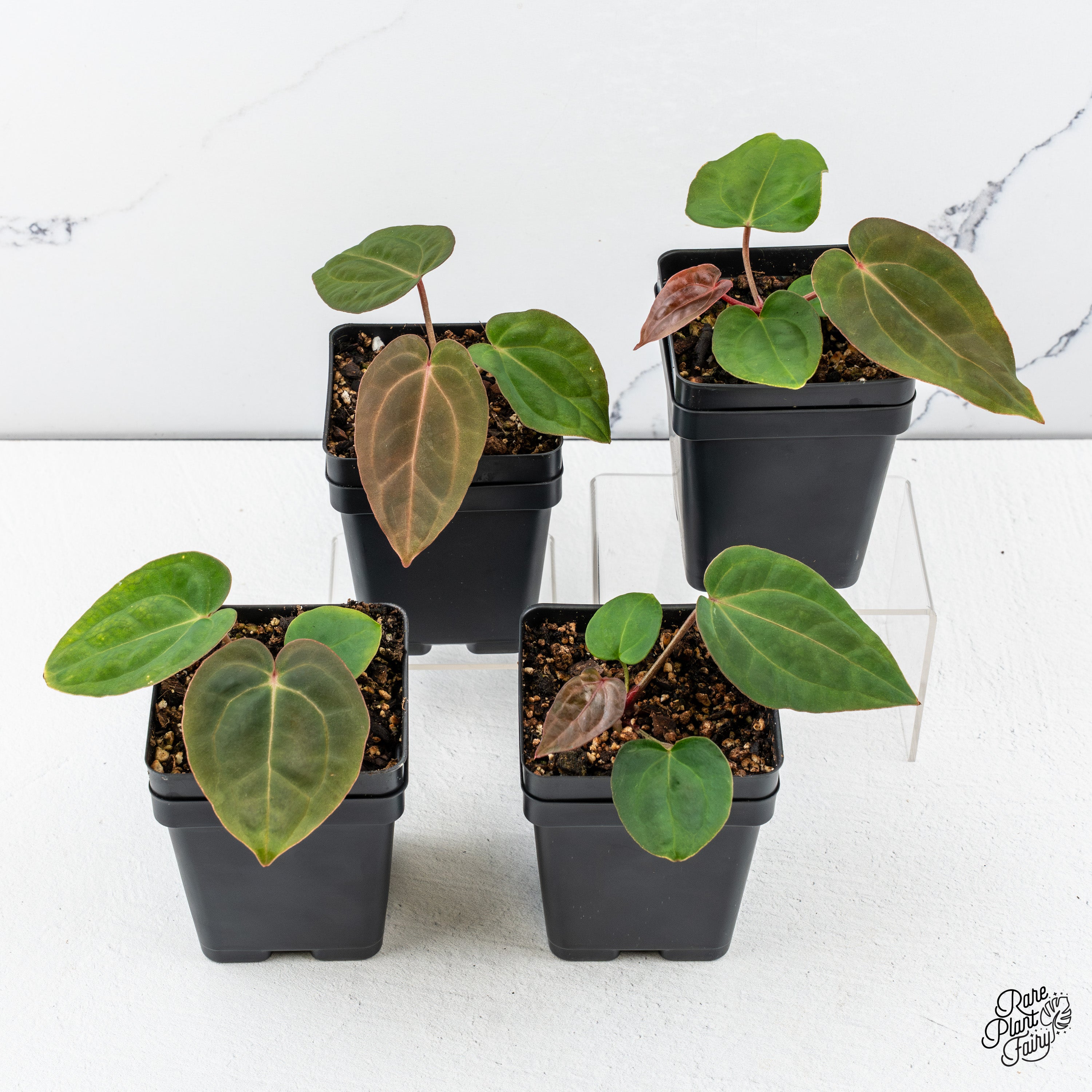 anthurium nse Anthurium NSE Red Crystal x Antolakii *Growers Choice*