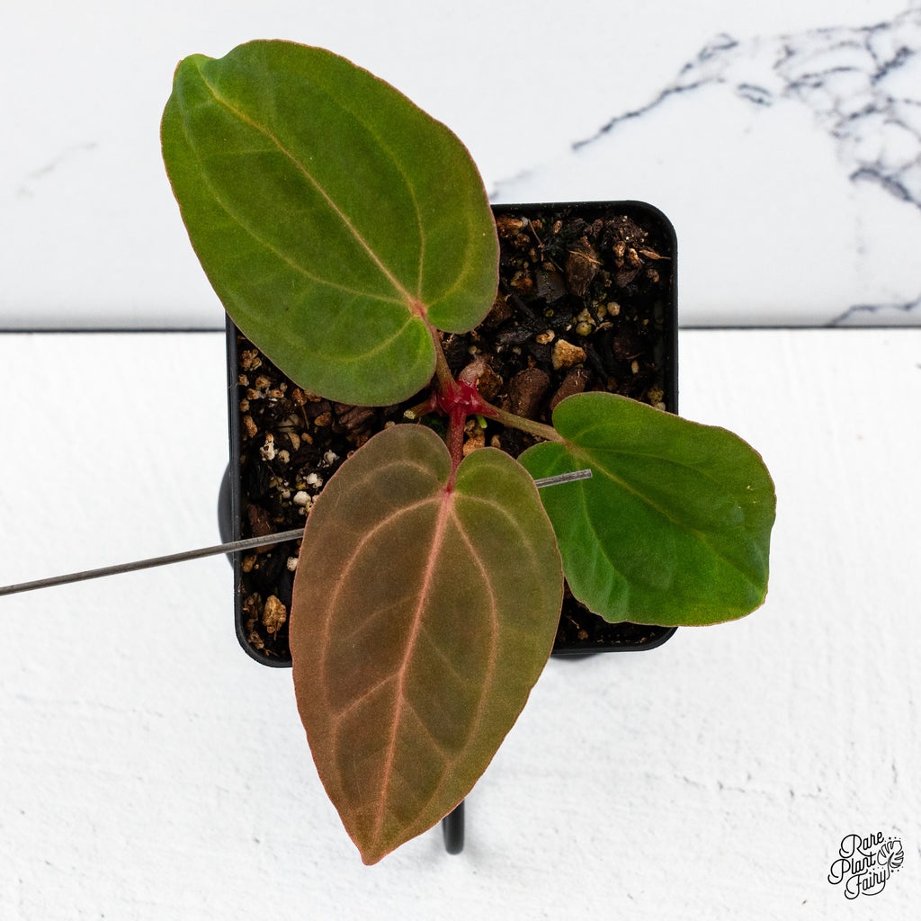 Anthurium NSE Red Crystal x Antolakii *Growers Choice* – Rare Plant Fairy