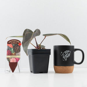 Anthurium Red Velvet Cake '24' x Dark & Handsome '9' by DocBlock®  (wk32-M)