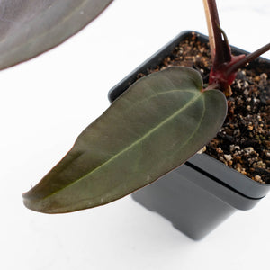 Anthurium Red Velvet Cake '24' x Dark & Handsome '9' by DocBlock®  (wk32-M)