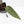 Anthurium Red Velvet Cake '24' x Dark & Handsome '9' by DocBlock®  (wk32-M)