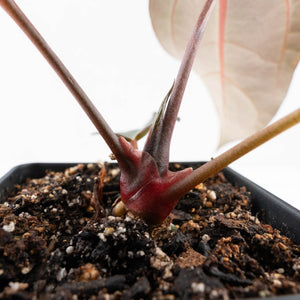 Anthurium Red Velvet Cake '24' x Dark & Handsome '9' by DocBlock®  (wk32-M)