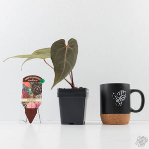 Anthurium Red Velvet Cake '24' x Dark & Handsome '9' by DocBlock  (wk40-L325)