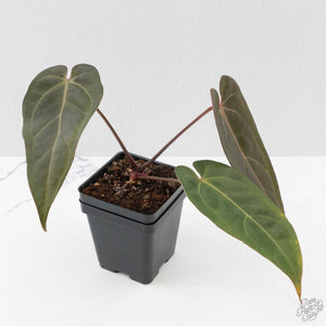 Anthurium Red Velvet Cake '24' x Dark & Handsome '9' by DocBlock  (wk40-L325)