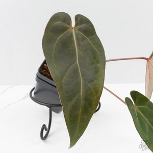 Anthurium Red Velvet Cake '24' x Dark & Handsome '9' by DocBlock  (wk40-L325)
