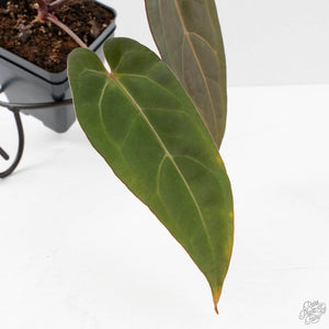 Anthurium Red Velvet Cake '24' x Dark & Handsome '9' by DocBlock  (wk40-L325)