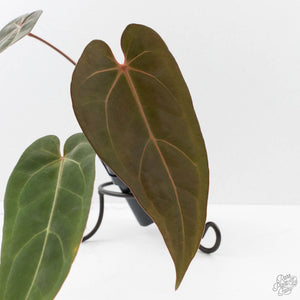 Anthurium Red Velvet Cake '24' x Dark & Handsome '9' by DocBlock  (wk40-L325)