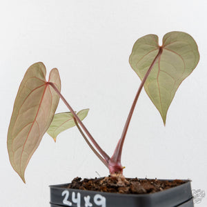 Anthurium Red Velvet Cake '24' x Dark & Handsome '9' by DocBlock  (wk40-L325)