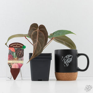 Anthurium Red Velvet Cake '24' x Dark & Handsome '9' by DocBlock  (wk40-L326)