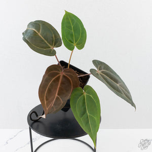 Anthurium Red Velvet Cake '24' x Dark & Handsome '9' by DocBlock  (wk40-L326)